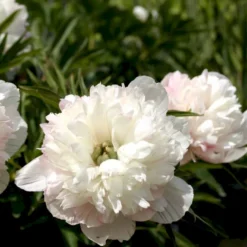Bonderose 'Alba Plena' Paeonia Officinalis 'Alba Plena' 3,0 Liter Potte