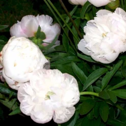 Bonderose 'Alba Plena' Paeonia Officinalis 'Alba Plena' 3,0 Liter Potte -Tilbud Lys Haven Butik p1394 47921 paeonia officinalis alba plena 43d3