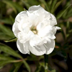 Bonderose 'Alba Plena' Paeonia Officinalis 'Alba Plena' 3,0 Liter Potte -Tilbud Lys Haven Butik p1394 47922 paeonia officinalis alba plena 3c8b