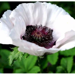 Kæmpevalmue Papaver Orientale 'Royal Wedding' 1 Liter Potte