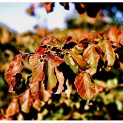 Papegøjebusk Parrotia Persica Med Klump,- 150-175 Cm.
