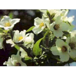 Uægte Jasmin 'Erectus' Philadelphus Lemoinei 'Erectus' Med Klump,- 100-120 Cm.