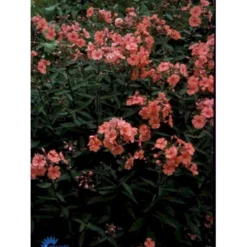 Høstfloks 'Orange Perfection' Phlox Paniculata 'Orange Perfection' 9 Cm. Potte -Tilbud Lys Haven Butik p1439 1166 phlox paniculata orange perfection 0bc8