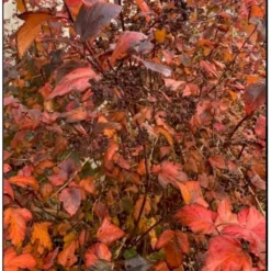 Blærespiræa 'Diabolo' Physocarphus Op. 'Diabolo' Solitær Busk 150-200 Cm. - Med Klump -Tilbud Lys Haven Butik p1455 36852 physocarphus op diablo 0d03