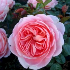 'From Far Away'™ Rosa X 'From Far Away'™ (Buketrose) A-Kvalitet,- Barrods Roser Min. 3 Grene -Tilbud Lys Haven Butik p14574 51491 rosa x from far away buketrose 87c5