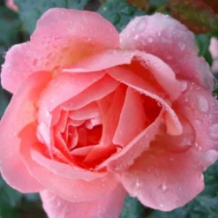 'From Far Away'™ Rosa X 'From Far Away'™ (Buketrose) A-Kvalitet,- Barrods Roser Min. 3 Grene -Tilbud Lys Haven Butik p14574 51492 rosa x from far away buketrose 7cca