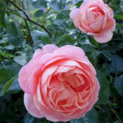 'From Far Away'™ Rosa X 'From Far Away'™ (Buketrose) A-Kvalitet,- Barrods Roser Min. 3 Grene -Tilbud Lys Haven Butik p14574 51493 rosa x from far away buketrose 9c78