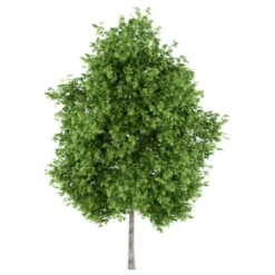 Platan 'Håkon' Platanus Acerifolia 'Håkon' Heister 175-200 Cm. Med Potte