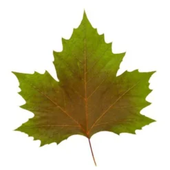 Platan 'Håkon' Platanus Acerifolia 'Håkon' Heister 175-200 Cm. Med Potte -Tilbud Lys Haven Butik p1507 8167 platanus acerifolia 415e