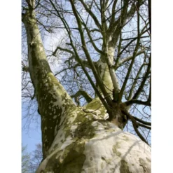 Platan 'Håkon' Platanus Acerifolia 'Håkon' Heister 175-200 Cm. Med Potte -Tilbud Lys Haven Butik p1507 8168 platanus acerifolia 8402