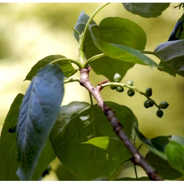 Vestamerikansk Balsampoppel 'OP42' Populus Trichocarpa 'OP42' Potte 10 Liter 200-250 Cm. 1 Vestamerikansk Balsampoppel 'OP42' Populus Trichocarpa 'OP42' Potte 10 Liter 200-250 Cm.