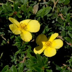 Buskpotentil 'Kobold' Potentilla Fruticosa 'Kobold' Potte 2,0 Liter,- 25-30 Cm. -Tilbud Lys Haven Butik p1552 47483 potentilla fruticosa kobold 842b