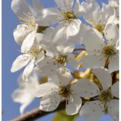 Fuglekirsebær Prunus Avium Stammehøjde Ca. 180-200. + Krone,- Omkreds 14-16cm. Med Klump.