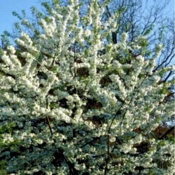 Fuglekirsebær Prunus Avium Stammehøjde Ca. 180-200. + Krone,- Omkreds 14-16cm. Med Klump. 6 Fuglekirsebær Prunus Avium Stammehøjde Ca. 180-200. + Krone,- Omkreds 14-16cm. Med Klump. -Tilbud Lys Haven Butik p1601 41199 prunus avium e184