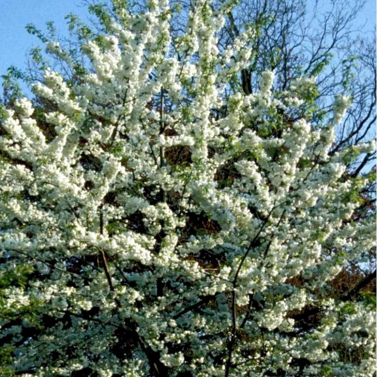 Fuglekirsebær Prunus Avium Stammehøjde Ca. 180-200. + Krone,- Omkreds 14-16cm. Med Klump. 3 Fuglekirsebær Prunus Avium Stammehøjde Ca. 180-200. + Krone,- Omkreds 14-16cm. Med Klump. - Billede 3
