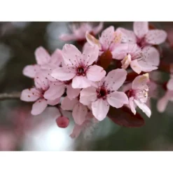 Blodblomme Prunus Cer. 'Nigra' Opstammet 90 Cm. 7,5 Liter Potte -Tilbud Lys Haven Butik p1606 8172 prunus cer nigra e27c