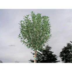 Kuglekirsebær Prunus Fruticosa (eminens) 'Globosa' Opstammet 150 Cm. Med Potte