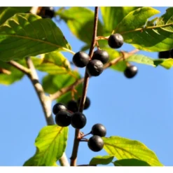 Weichsel Prunus Mahaleb Solitær Busk 150-200 Cm. - Med Klump