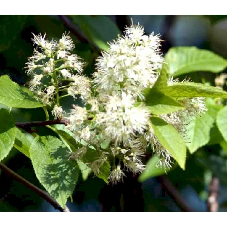Mandshurisk Kirsebær 'Amber Beauty' Prunus Maackii 'Amber Beauty' Solitær Busk 150-200 Cm. - Med Klump 1 Mandshurisk Kirsebær 'Amber Beauty' Prunus Maackii 'Amber Beauty' Solitær Busk 150-200 Cm. - Med Klump