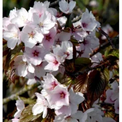 Sakhalinkirsebær Prunus Sargentii Solitær Busk 150-200 Cm. - Med Klump