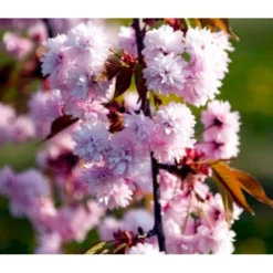 Hængende Japansk Kirsebær 'Kiku-Shidare-Sakura' Prunus Serrulata 'Kiku-shidare-sakura' Opstammet 150 Cm. Med Potte -Tilbud Lys Haven Butik p1629 36747 prunus serrulata kiku shidare sakura 0010