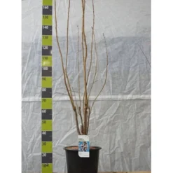Japansk Søjlekirsebær Prunus Serulata 'Amanogawa' Potte 20 Liter,- 150-175 Cm.