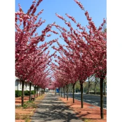 Japansk Kirsebær 'Kanzan' Prunus Serrulata 'Kanzan' Opstammet 220 Cm. Stammeomk. 8-10 Cm. 20 L. Potte -Tilbud Lys Haven Butik p1633 21540 prunus serulata kanzan 54a8