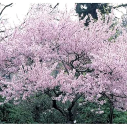 Oktoberkirsebær Prunus Subhirtella Autumnalis Med Klump,- 125-150 Cm.