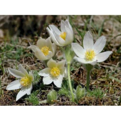 Opret Kobjælde Pulsatilla Vulgaris 'Alba' 10 Cm. Potte