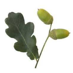 Stilkeg Quercus Robur Alletræ, Stammeomkreds 30-35 Cm. Med Klump -Tilbud Lys Haven Butik p1685 8181 quercus robur 94a2