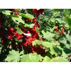 Ribs 'Stanza' Ribes Rubrum 'Stanza' 3,5 Liter Potte