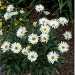 Alpeasters 'Albus' Aster Alpinus 'Albus' 1 Liter Potte