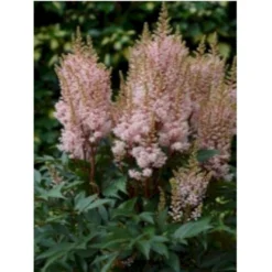 Astilbe 'Look At Me'® Astílbe Aréndsii-hýbrid 'Look At Me'® 1 Liter Potte