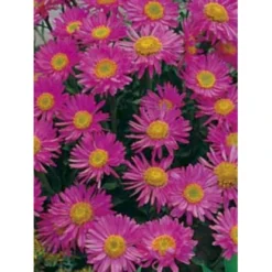 Alpeasters 'Happy End' Aster Alpinus 'Happy End' 9 Cm. Potte -Tilbud Lys Haven Butik p173 149 aster alpinus happy end 0581