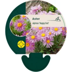 Alpeasters 'Happy End' Aster Alpinus 'Happy End' 9 Cm. Potte