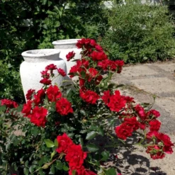 'Lady In Red'™ Rosa X 'Lady In Red'™ (Bunddækkerose) A-Kvalitet,- Barrods Roser Min. 3 Grene