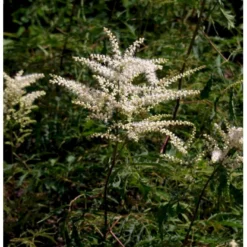 Fjerbusk 'Horatio' Aruncus X Dioicus 'Horatio' 2 Liter Potte