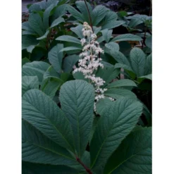 Finnet Bronceblad Rodgersia Pinnata 'Alba' 1 Liter Potte