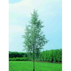 Sølvpil 'Saba' Salix Alba 'Saba' Træ Med Sidegrene,- Stammeomkreds 16-18 Cm. Med Klump