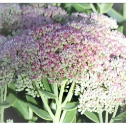 Sankthansurt 'Seduction Green-Pink' Sedum T. 'Seduction Green-pink' 1 Liter Potte