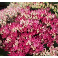 Sankthansurt 'Class Act' Sedum Hybrid 'Class Act'® 1 Liter Potte