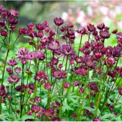 Stjerneskærm 'Star Of Beauty' Astrantia Hybrid 'Star Of Beauty'® 1 Liter Potte -Tilbud Lys Haven Butik p17844 39656 astrantia hybrid star of beauty 7c00
