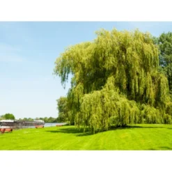 Guldhængepil Salix Alba 'Tristis' Heister 175-200 Cm. Med Potte