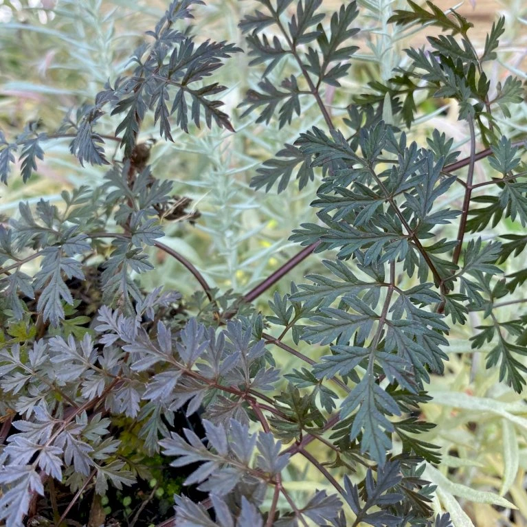 Vild Kørvel, Mørkt Løv Anthriscus Sylv. 'Ravenswing' 1 Liter Potte 3 Vild Kørvel, Mørkt Løv Anthriscus Sylv. 'Ravenswing' 1 Liter Potte - Billede 3