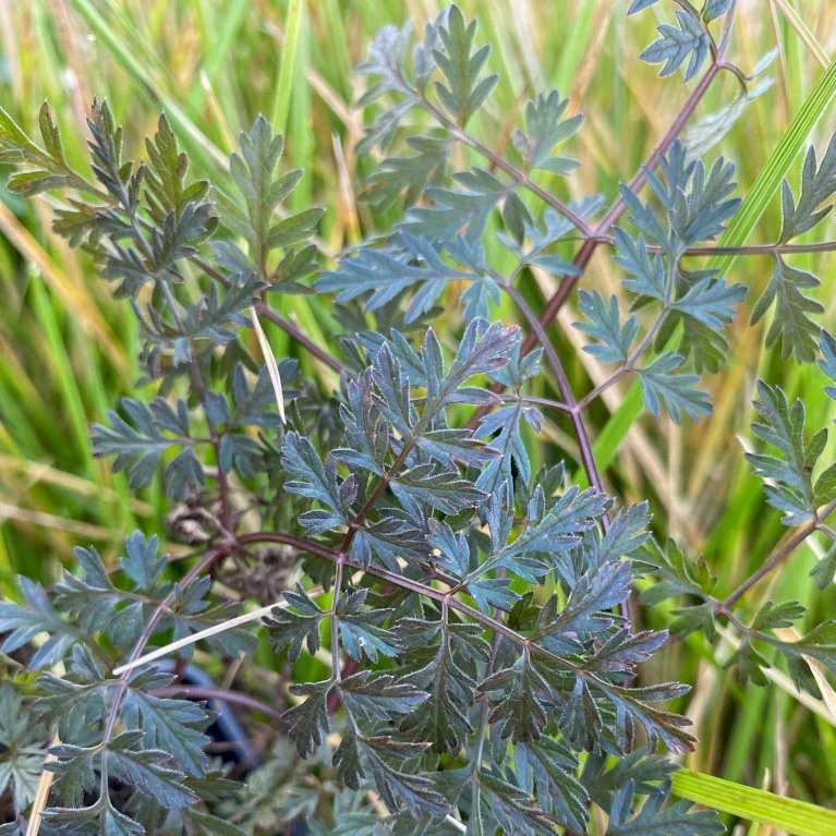Vild Kørvel, Mørkt Løv Anthriscus Sylv. 'Ravenswing' 1 Liter Potte 4 Vild Kørvel, Mørkt Løv Anthriscus Sylv. 'Ravenswing' 1 Liter Potte - Billede 4