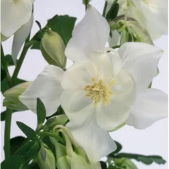 Akeleje 'Spring Magie White' Aquilegia Caer. 'Spring Magie White' 1 Liter Potte