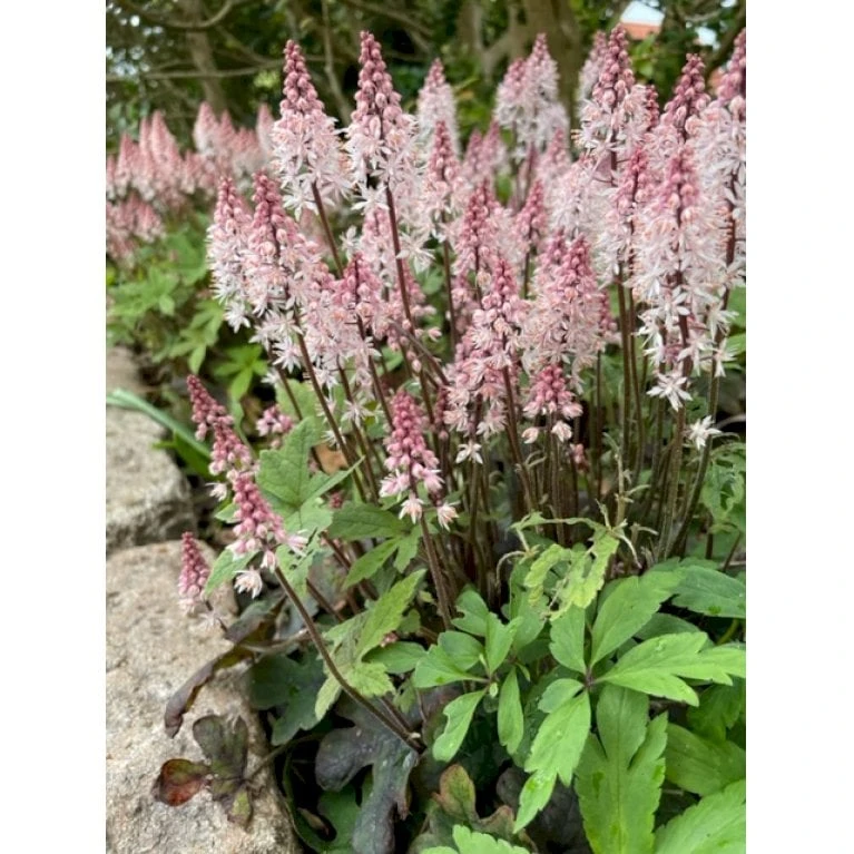 Skumblomst 'Spring Symphony' Tiarella Cor.'Spring Symphony'® 1 Liter Potte 1 Skumblomst 'Spring Symphony' Tiarella Cor.'Spring Symphony'® 1 Liter Potte