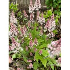 Skumblomst 'Spring Symphony' Tiarella Cor.'Spring Symphony'® 1 Liter Potte 5 Skumblomst 'Spring Symphony' Tiarella Cor.'Spring Symphony'® 1 Liter Potte -Tilbud Lys Haven Butik p17877 39580 tiarella cor spring symphony 4232
