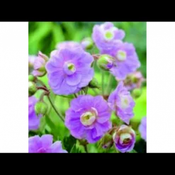 Eng-Storkenæb 'Summer Skies' Geranium Pratense 'Summer Skies'® 1 Liter Potte