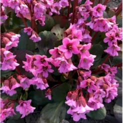 Kæmpestenbræk 'Rosi Klose' Bergenia Hybrid 'Rosi Klose' 1 Liter Potte